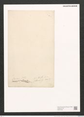 Nitzschia serians Rabhen. (de-Toni-Nr.: Genus 47, Species 2041) Zeichnungen Sammlung Grunow (NHMW-BOT-W0371846)